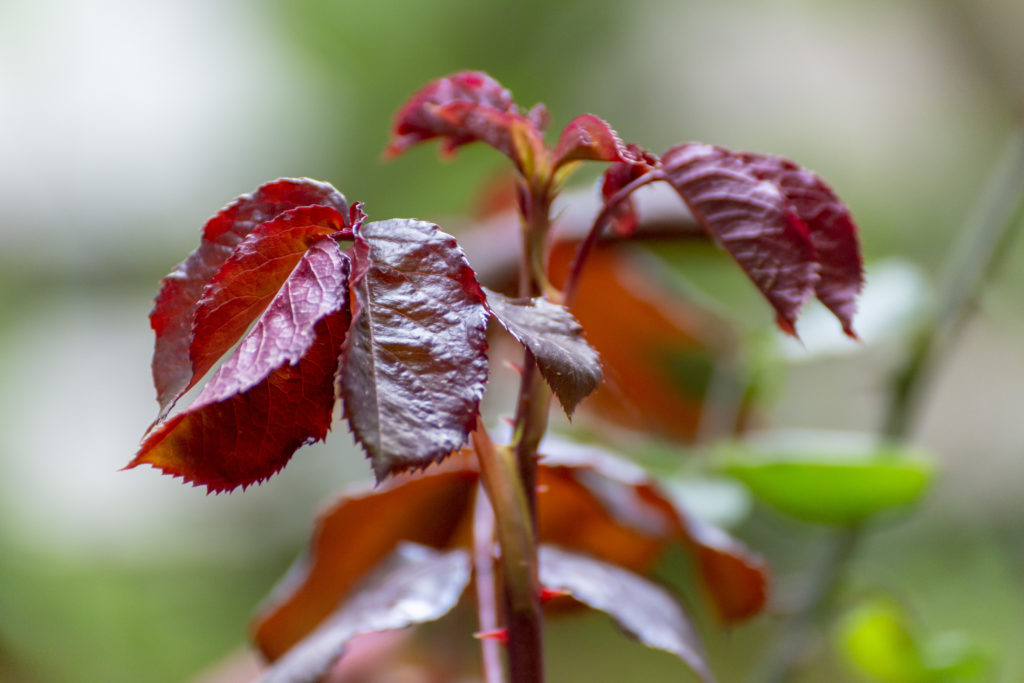 dry red leaves