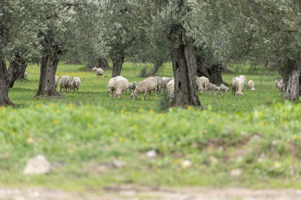 sheep herd in the olive field