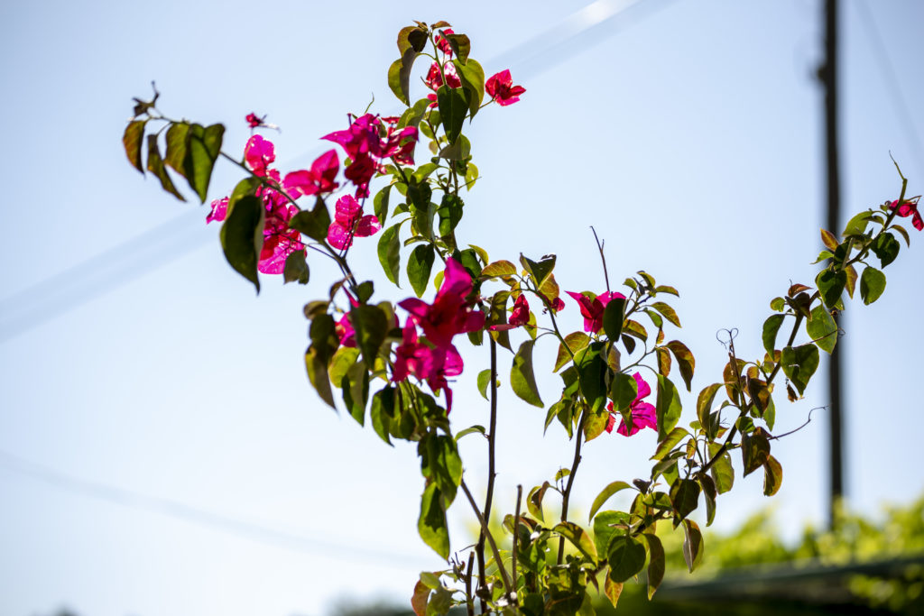 bougainvillea with green leaves