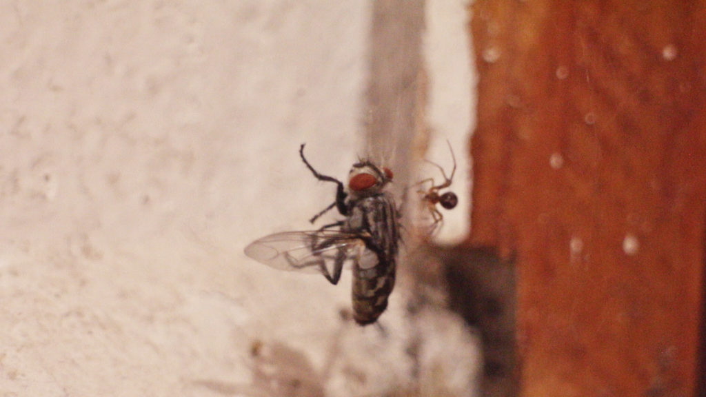 house fly and house spider