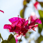 pink bougainvillea