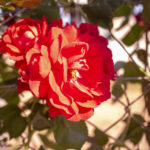 red rose on the wire fence