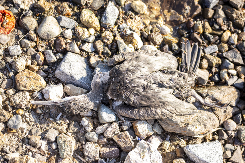 dead bird on the stones