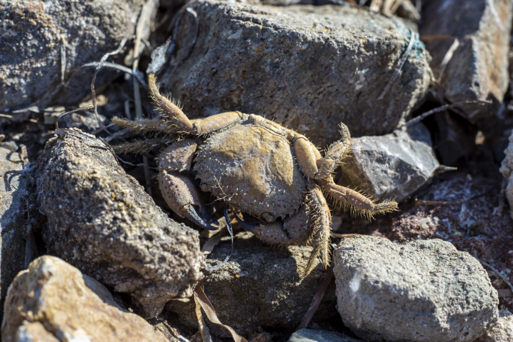 dead crab with thorns between the stones