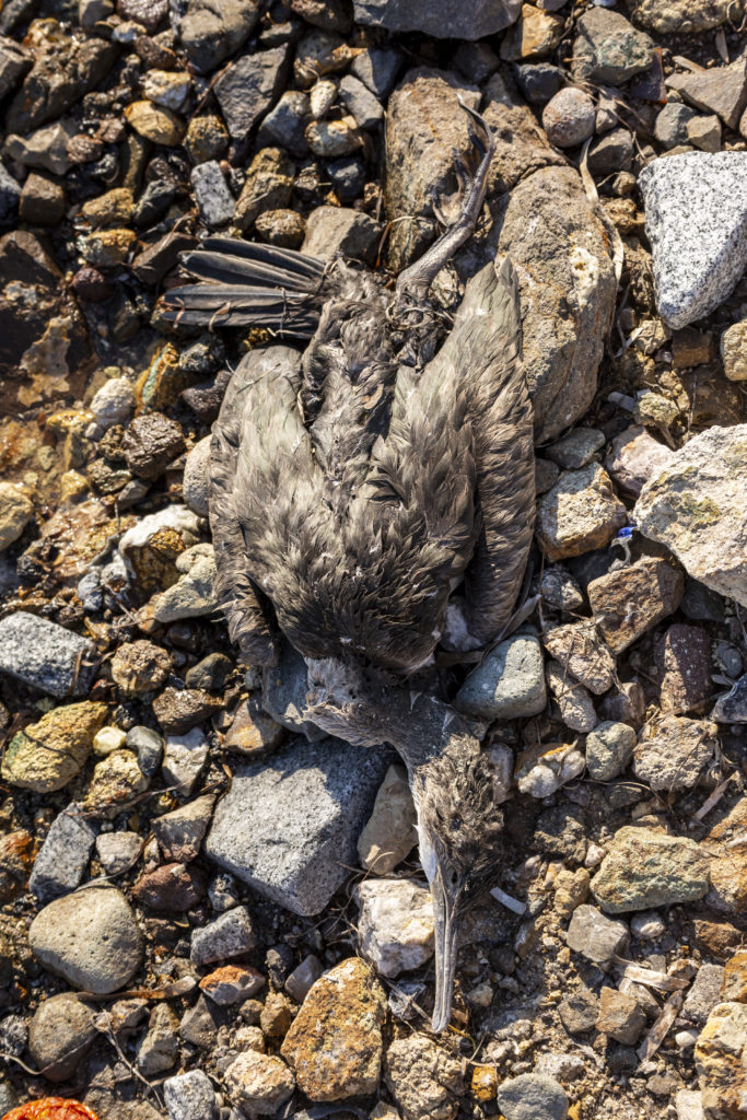 dead sea bird on the ground