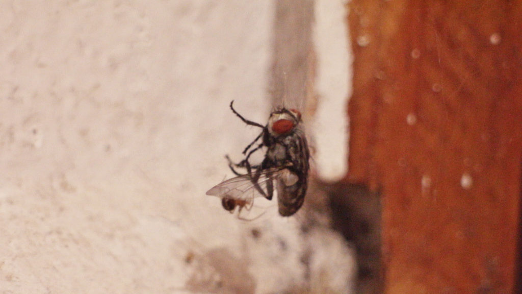 house fly and house spider
