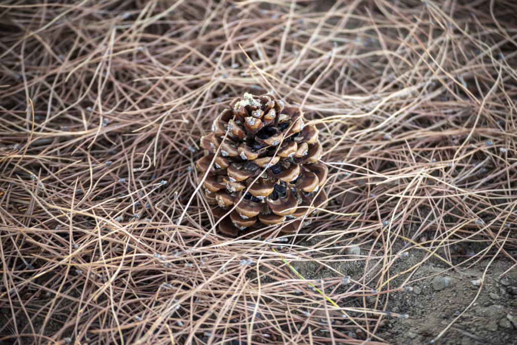 pine cone with pine leaves