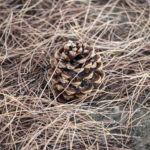 pine cone with pine leaves