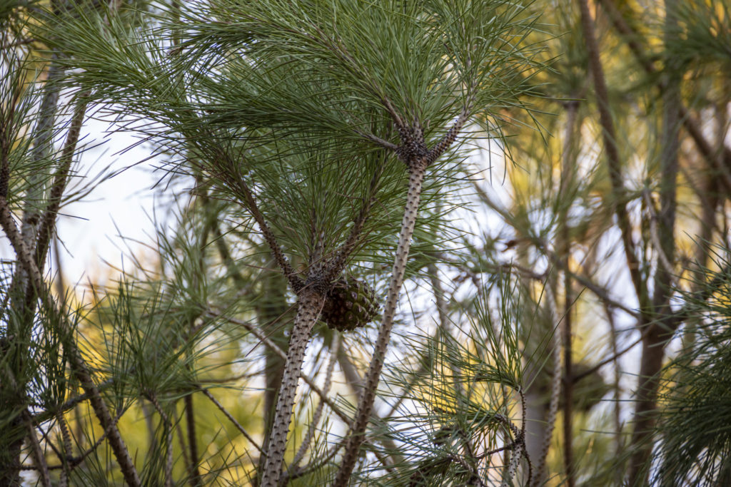 pine leaves