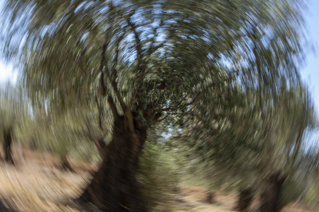 camera rotation shot of the tree