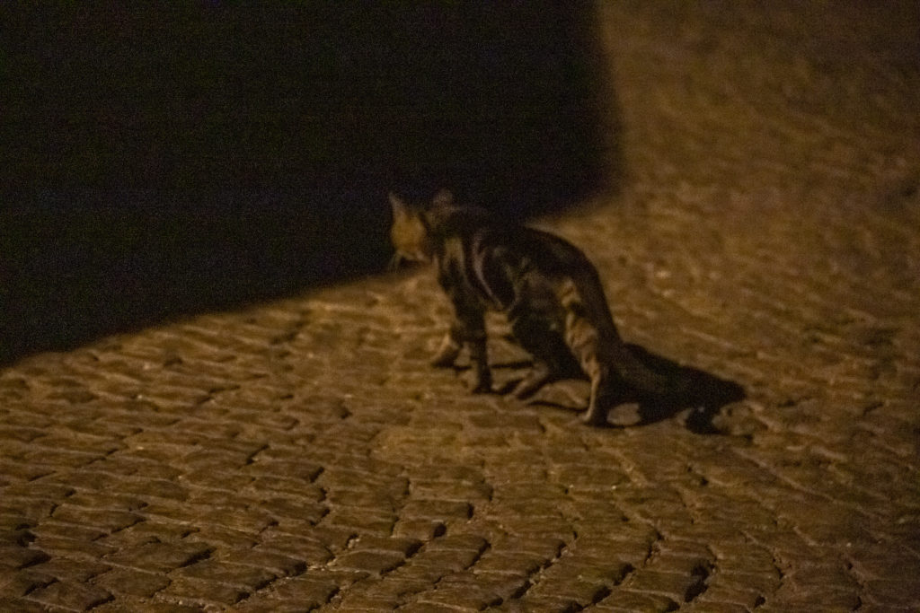 cat stepping into the darkness