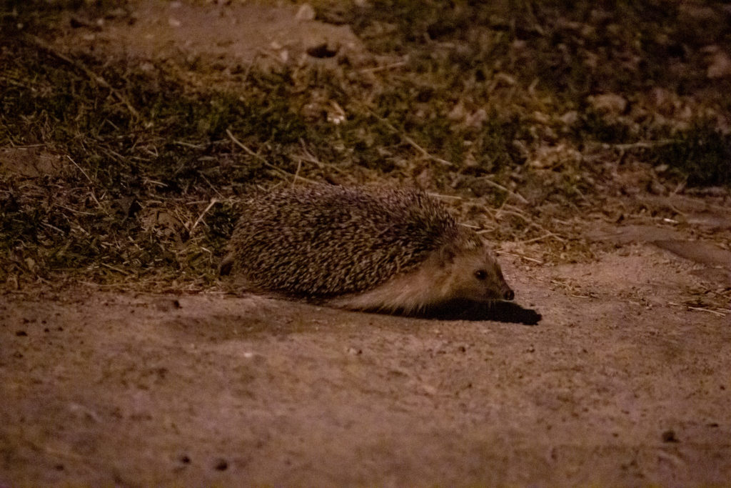 hedgehog at night