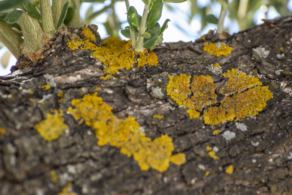 lichen on the tree branch