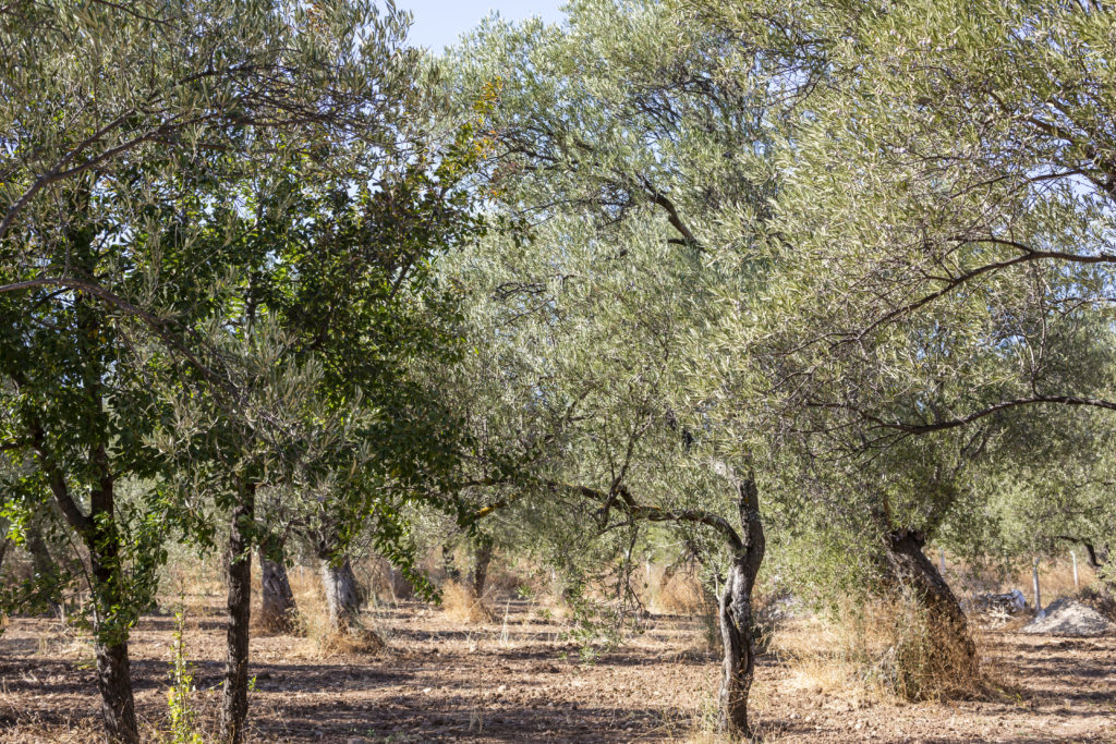 olive trees in the field