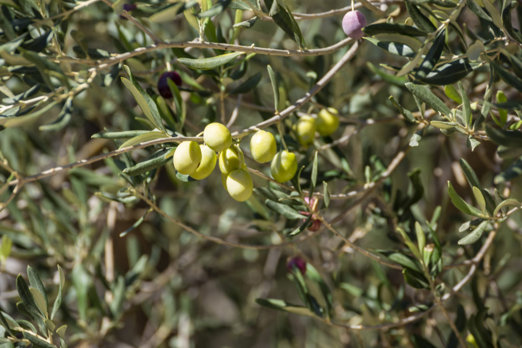 olive twigs