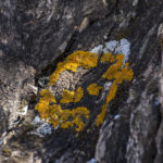 yellow lichen on the tree trunk