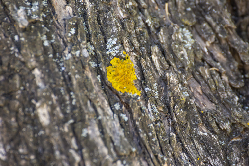 yellow moss on the tree