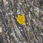 yellow moss on the tree