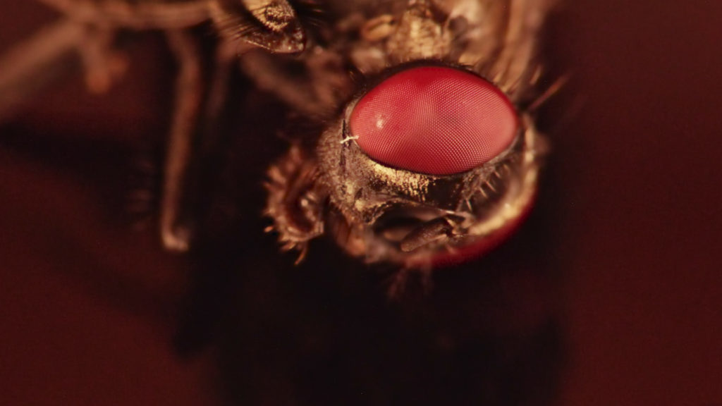 head and mouth of the housefly