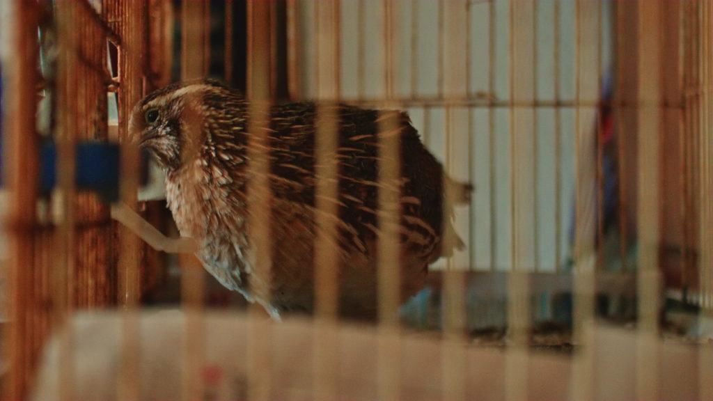 two quails in a cage