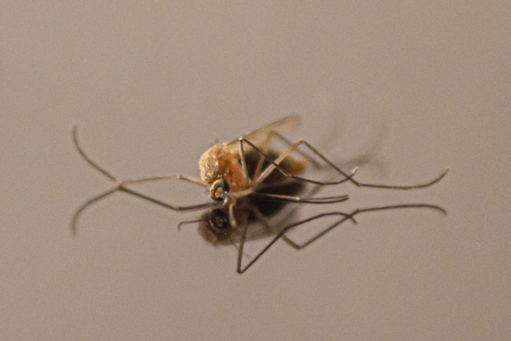 dead culex mosquito