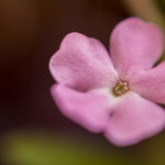 pink garden phlox